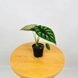 Alocasia Dragon Scale Live Plant - 5-9