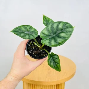 Alocasia Dragon Scale Live Plant - 5-9