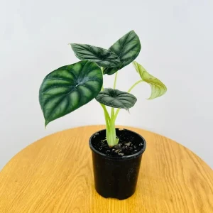 Alocasia Dragon Scale Live Plant - 5-9