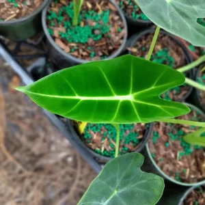 Alocasia Frydek Live Plant – 4 Inch Potted Houseplant – Indoor - Image 1