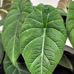 Alocasia Maharani Grey Dragon Live Plant 5-9 in - Rare Jewel Alocasia Indoor - Image 1