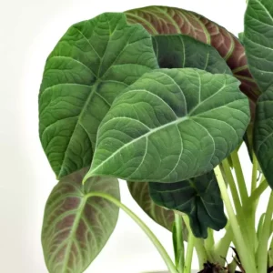 Alocasia Maharani Grey Dragon Live Plant 5-9 in - Rare Jewel Alocasia Indoor - Image 2