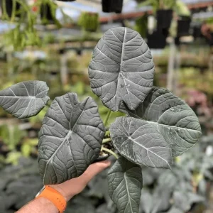 Alocasia Maharani Grey Dragon Live Plant 5-9 in - Rare Jewel Alocasia Indoor - Image 3