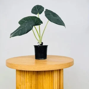 Alocasia Maharani Grey Dragon Live Plant 5-9 in - Rare Jewel Alocasia Indoor - Image 4