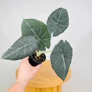 Alocasia Maharani Grey Dragon Live Plant 5-9 in - Rare Jewel Alocasia Indoor - Image 5