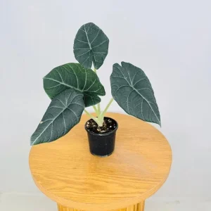 Alocasia Maharani Grey Dragon Live Plant 5-9 in - Rare Jewel Alocasia Indoor - Image 6