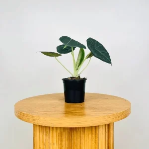 Alocasia Maharani Grey Dragon Live Plant 5-9 in - Rare Jewel Alocasia Indoor - Image 7