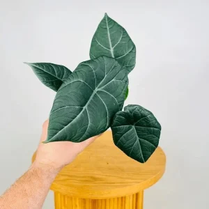 Alocasia Maharani Grey Dragon Live Plant 5-9 in - Rare Jewel Alocasia Indoor - Image 8