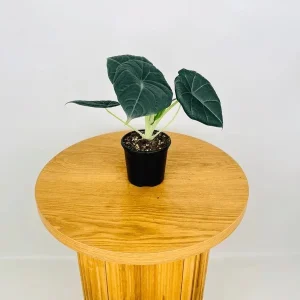 Alocasia Maharani Grey Dragon Live Plant 5-9 in - Rare Jewel Alocasia Indoor - Image 9