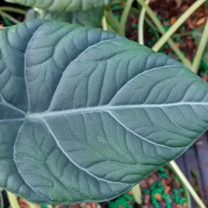 Alocasia Maharani Live Plant – 4 inch Tall Potted Starter Plant – Indoor Tropical Foliage - Image 1