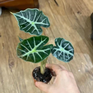 Alocasia Mandalay Live Plant - Elephant Ear Houseplant, 2 Plants, 5-9 Inches Tall, Compact Variegated Foliage - Image 2