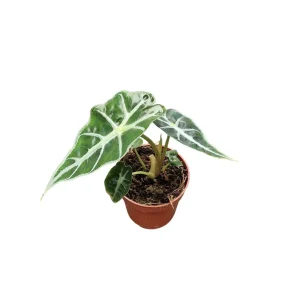 Alocasia Mandalay Live Plant - Elephant Ear Houseplant, 2 Plants, 5-9 Inches Tall, Compact Variegated Foliage - Image 3
