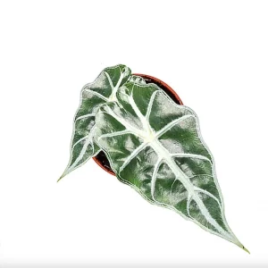 Alocasia Mandalay Live Plant - Elephant Ear Houseplant, 2 Plants, 5-9 Inches Tall, Compact Variegated Foliage - Image 4