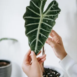 Alocasia Mandalay Live Plant - Elephant Ear Houseplant, 2 Plants, 5-9 Inches Tall, Compact Variegated Foliage - Image 1