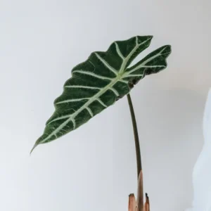Alocasia Mandalay Live Plant - Elephant Ear Houseplant, 2 Plants, 5-9 Inches Tall, Compact Variegated Foliage - Image 5