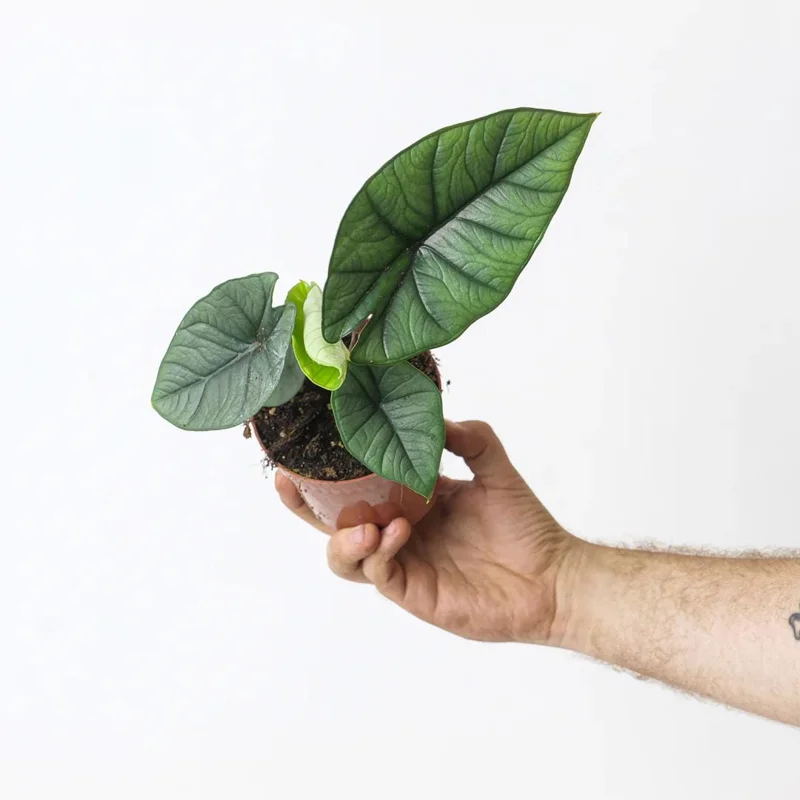 Alocasia Platinum Live Plant - 5-9 inch Rare Blue-Silver Foliage Indoor Jewel Alocasia - Image 2