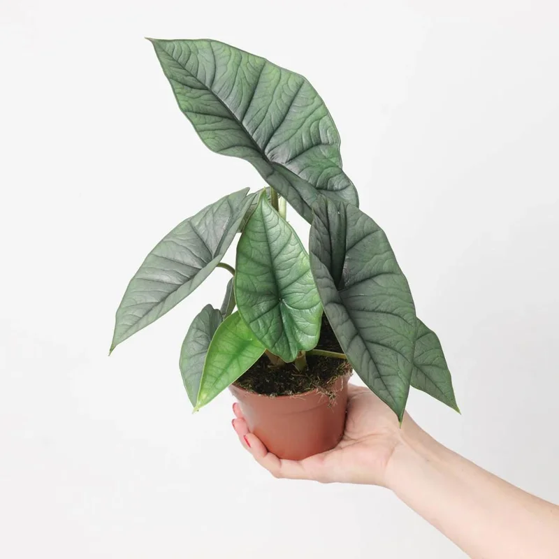 Alocasia Platinum Live Plant - 5-9 inch Rare Blue-Silver Foliage Indoor Jewel Alocasia - Image 3