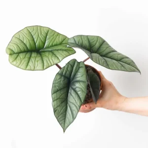 Alocasia Platinum Live Plant - 5-9 inch Rare Blue-Silver Foliage Indoor Jewel Alocasia - Image 4