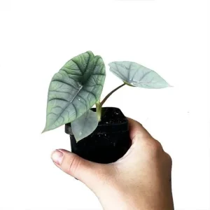 Alocasia Platinum Live Plant - 5-9 inch Rare Blue-Silver Foliage Indoor Jewel Alocasia - Image 5