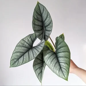 Alocasia Platinum Live Plant - 5-9 inch Rare Blue-Silver Foliage Indoor Jewel Alocasia - Image 1