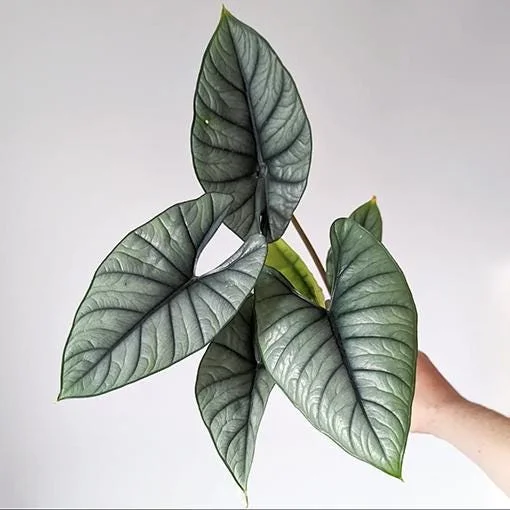 Alocasia Platinum Live Plant - 5-9 inch Rare Blue-Silver Foliage Indoor Jewel Alocasia - Image 1