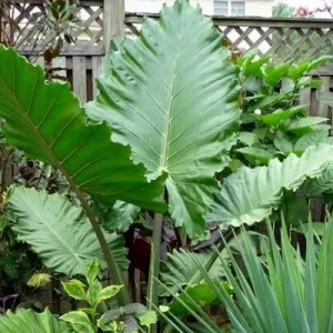 Alocasia 'Portora' Elephant Ear Live Plant – 12 inch Tall Tropical Cold Hardy - Image 1
