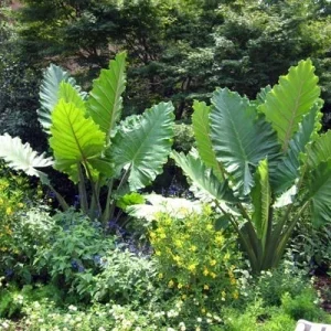 Alocasia 'Portora' Elephant Ear Live Plant - 24" Tall, Indoor/Outdoor, Cold Hardy - Image 2