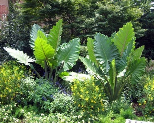 Alocasia 'Portora' Elephant Ear Live Plant - 24" Tall, Indoor/Outdoor, Cold Hardy - Image 2