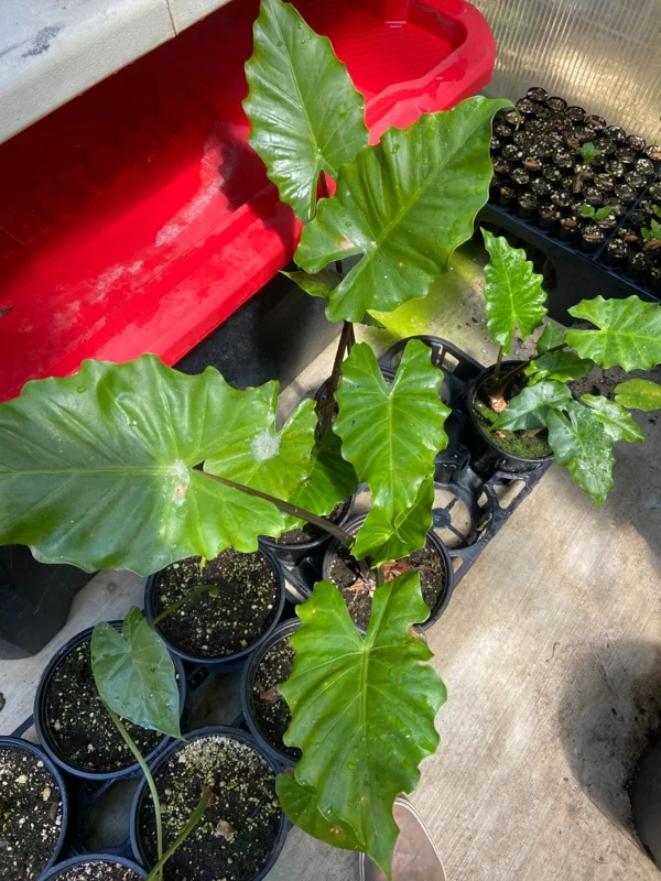 Alocasia 'Portora' Elephant Ear Live Plant - 24" Tall, Indoor/Outdoor, Cold Hardy - Image 3