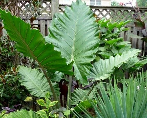 Alocasia 'Portora' Elephant Ear Live Plant - 24" Tall, Indoor/Outdoor, Cold Hardy - Image 1