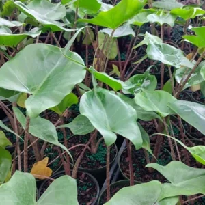 Alocasia Stingray Live Plant - 4 inch Potted Houseplant - Rare Indoor Plant - Image 2