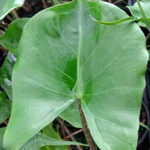 Alocasia Stingray Live Plant - 4 inch Potted Houseplant - Rare Indoor Plant - Image 1
