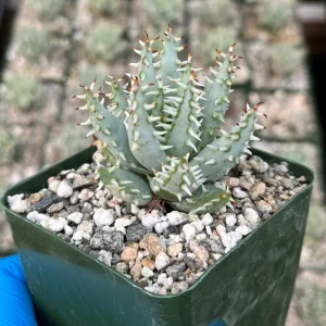 Aloe Erinacea Live Plant – Hedgehog Aloe Succulent – 4 inch Pot – Indoor - Image 1