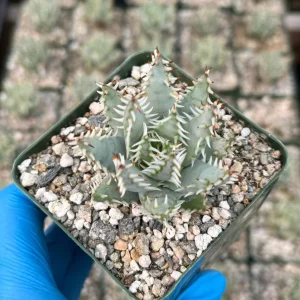 Aloe Erinacea Live Plant – Hedgehog Aloe Succulent – 4 inch Pot – Indoor - Image 2