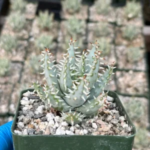 Aloe Erinacea Live Plant – Hedgehog Aloe Succulent – 4 inch Pot – Indoor - Image 3