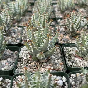 Aloe Erinacea Live Plant – Hedgehog Aloe Succulent – 4 inch Pot – Indoor - Image 4