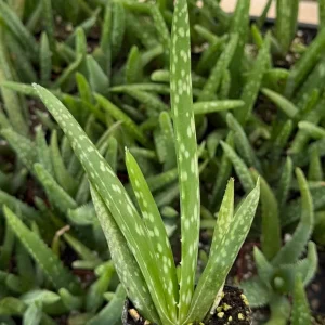 Aloe Vera Live Plant – Medicinal Houseplant – 2 inch & 4 inch Pot - Image 2