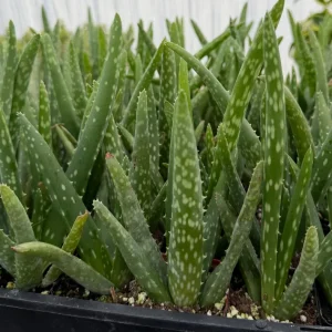 Aloe Vera Live Plant – Medicinal Houseplant – 2 inch & 4 inch Pot - Image 3