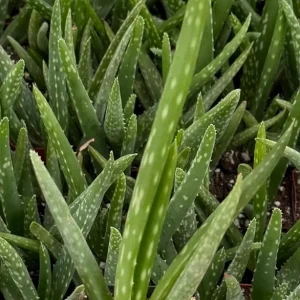 Aloe Vera Live Plant – Medicinal Houseplant – 2 inch & 4 inch Pot - Image 1