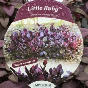 Alternanthera Little Ruby Live Plant - Pack of 2 Starter Plants (4-6 Inches Tall) - Image 2