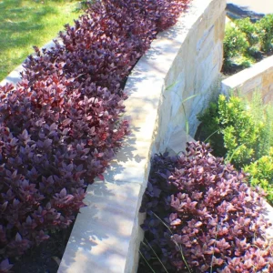 Alternanthera Little Ruby Live Plant - Pack of 2 Starter Plants (4-6 Inches Tall) - Image 3