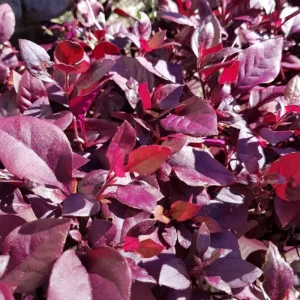 Alternanthera Little Ruby Live Plant - Pack of 2 Starter Plants (4-6 Inches Tall) - Image 4