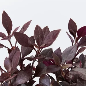 Alternanthera Little Ruby Live Plant - Pack of 2 Starter Plants (4-6 Inches Tall) - Image 1