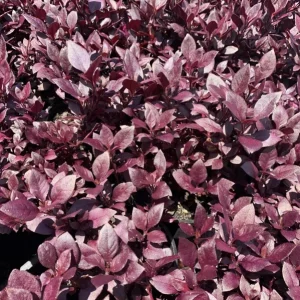Alternanthera Little Ruby Live Plant - Pack of 2 Starter Plants (4-6 Inches Tall) - Image 5