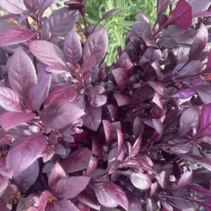 Alternanthera Little Ruby Live Plant - Pack of 2 Starter Plants (4-6 Inches Tall) - Image 6