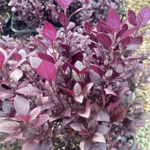 Alternanthera Little Ruby Live Plant - Pack of 2 Starter Plants (4-6 Inches Tall) - Image 7