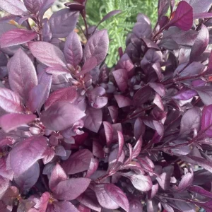 Alternanthera Little Ruby Live Plant - Pack of 2 Starter Plants (4-6 Inches Tall) - Image 8