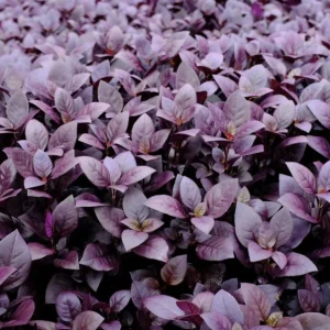 Alternanthera Little Ruby Live Plant - Pack of 2 Starter Plants (4-6 Inches Tall) - Image 9