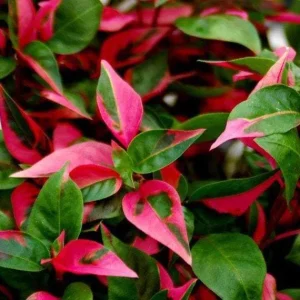Alternanthera Party Time Live Plant - Joseph's Coat Pink & Green Variegated Foliage - 2 Pack, 4-6 inch - Image 2