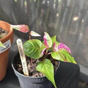 Alternanthera Party Time Live Plant - Joseph's Coat Pink & Green Variegated Foliage - 2 Pack, 4-6 inch - Image 3